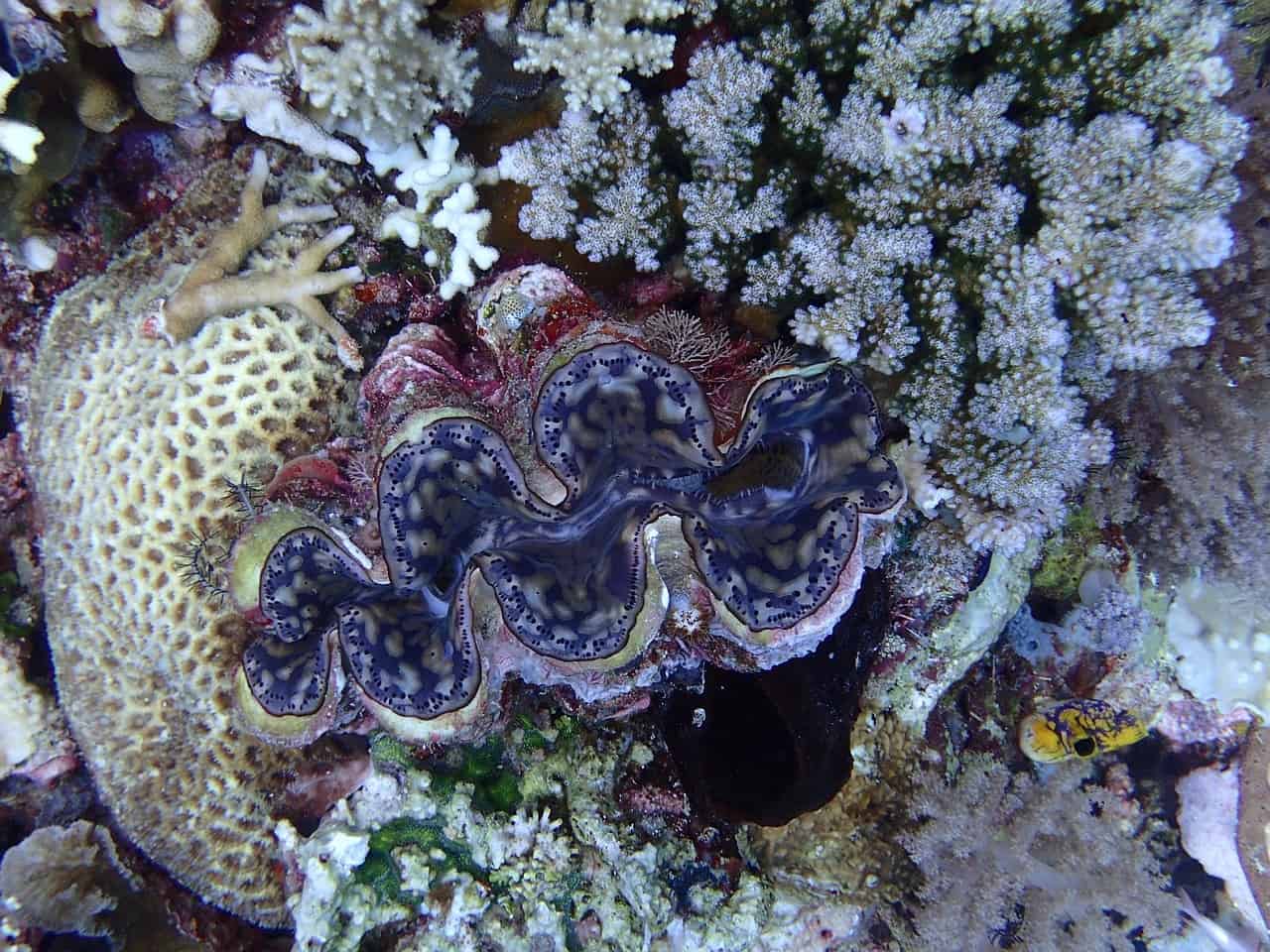 giant clams in coral reef