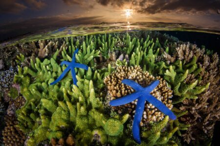 blue starfish in a marine ecosystem