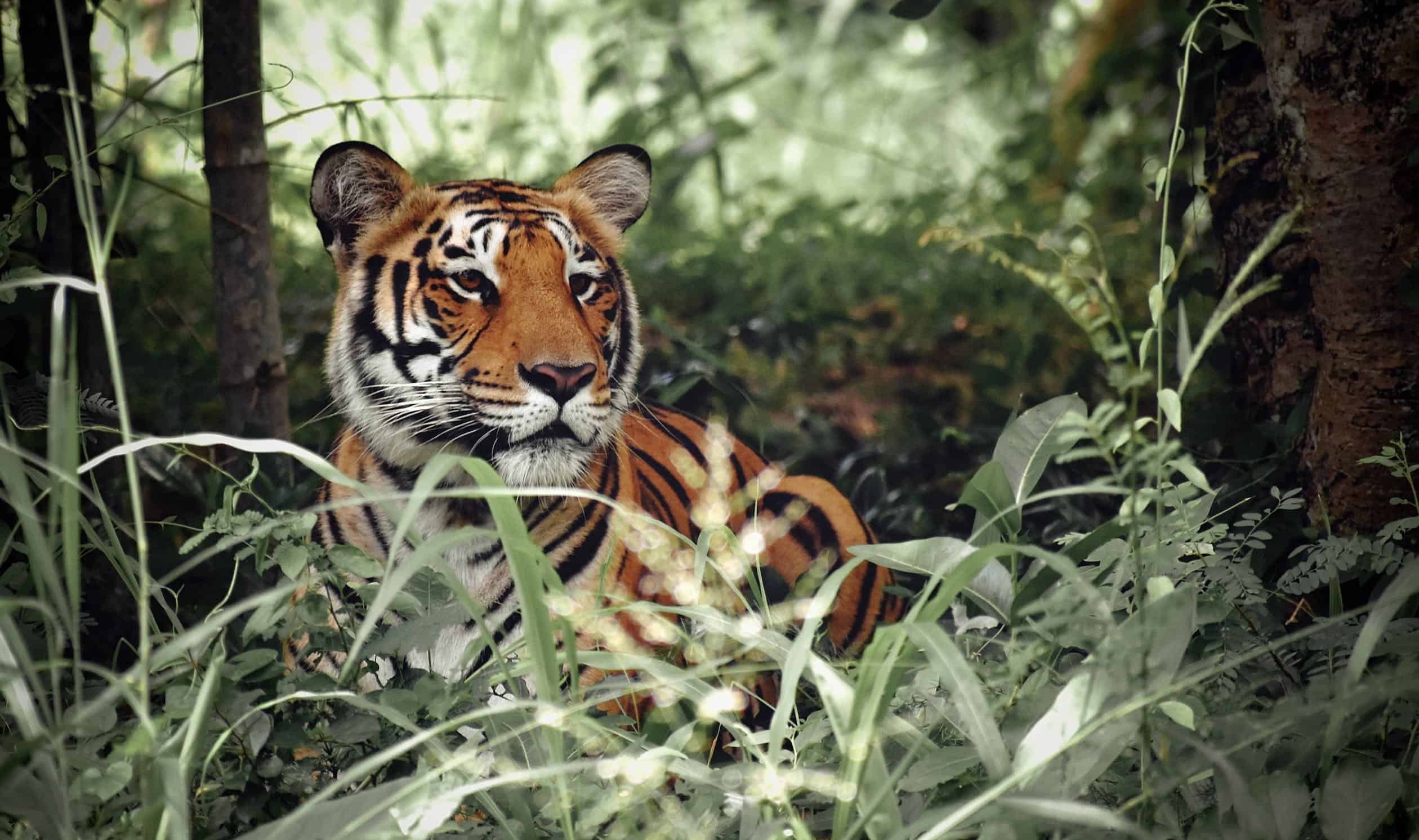 Climate change threatens wild tigers' habitat