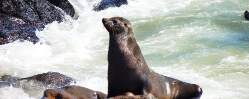 Plastic nets harm seals in Africa, but volunteers do their best to help