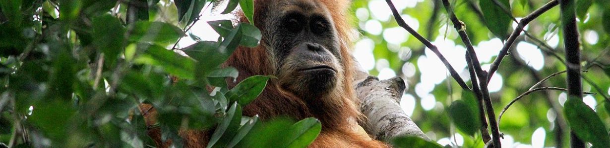 Rare orangutans are losing even their last remaining forests