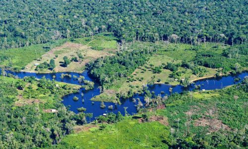 Cattle ranching is destroying the rainforest – what the EU can do about it