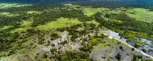 Peatlands worldwide are drying out, threatening to worsen climate change