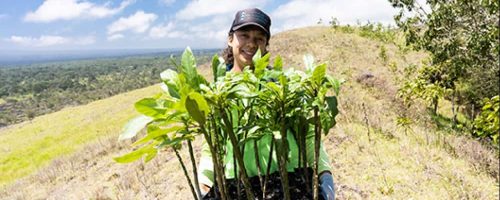 Hawaiian plant, thought extinct, now thrives at secret site