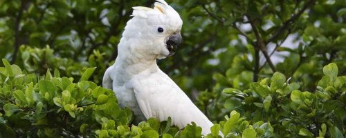 Wild cockatoos are pretty darn smart, scientists find