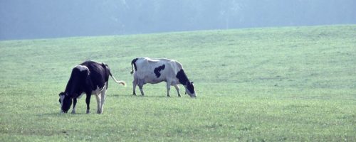 EU countries stepping up for farmers while divided, pre-election Brussels falters