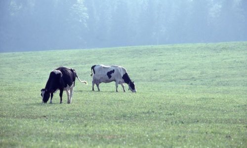 EU countries stepping up for farmers while divided, pre-election Brussels falters