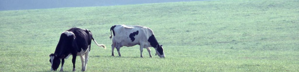 EU countries stepping up for farmers while divided, pre-election Brussels falters