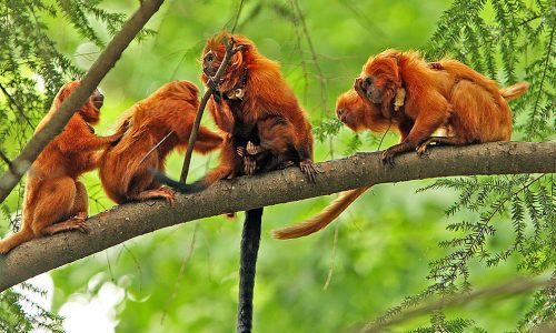 Racing to save golden lion tamarins from an epidemic