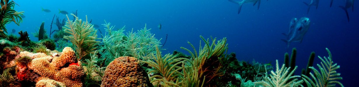 To save coral reefs, we’ll need to cut global emissions fast