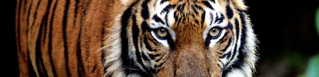 Saving Malaysia’s last wild tigers is an uphill struggle