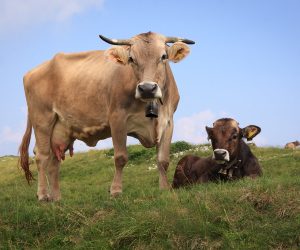 A small change in the diet of cattle can greatly reduce methane emissions