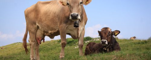 A small change in the diet of cattle can greatly reduce methane emissions