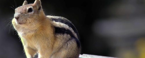 Squirrels in the Rockies are feeling the pitch of warming temperatures