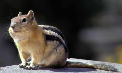 Squirrels in the Rockies are feeling the pitch of warming temperatures