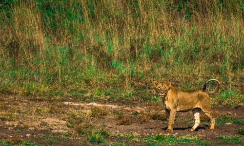 Animal-human conflicts are on the rise in Africa, but there’s a solution