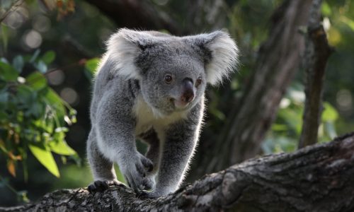 A new 3D genome will aid efforts to defend koalas