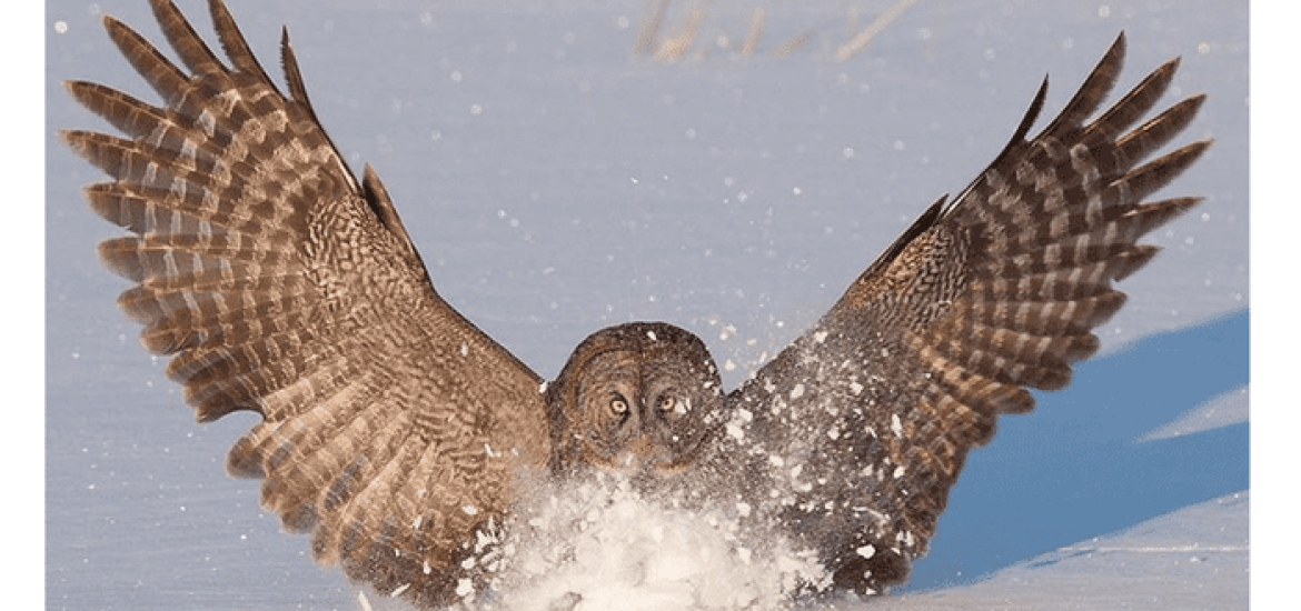 Owl wing design may limit noise of planes, wind turbines