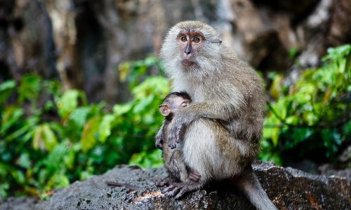 Scores of Thai macaques are rescued from China’s exotic meat trade