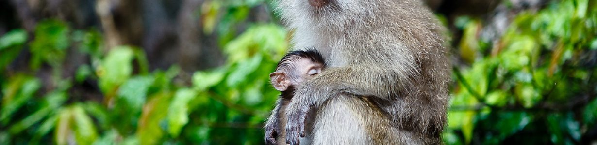 Scores of Thai macaques are rescued from China’s exotic meat trade