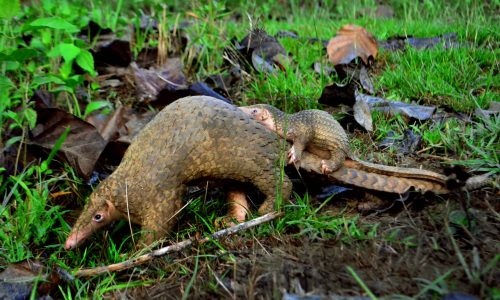 Illegal pangolin widely used in China’s hospitals, pharmacies