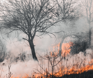 Firefighters Combat Major Blaze Threatening Unique Wetland Ecosystem in New Zealand