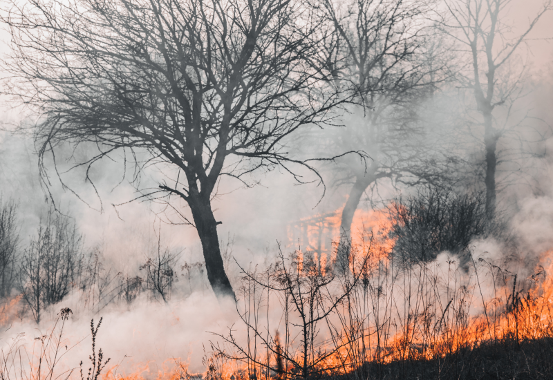 Firefighters Combat Major Blaze Threatening Unique Wetland Ecosystem in New Zealand