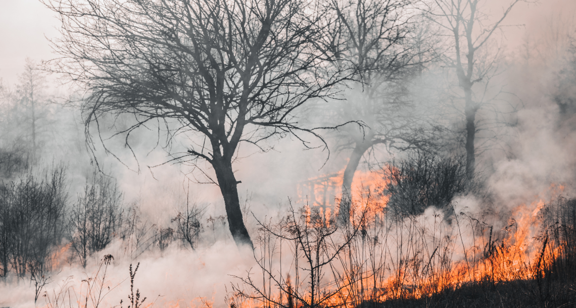 Firefighters Combat Major Blaze Threatening Unique Wetland Ecosystem in New Zealand