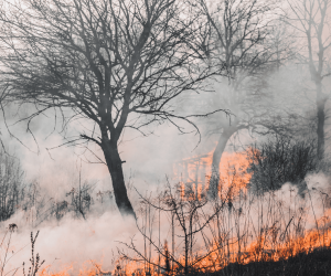 Firefighters Combat Major Blaze Threatening Unique Wetland Ecosystem in New Zealand