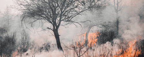 Firefighters Combat Major Blaze Threatening Unique Wetland Ecosystem in New Zealand