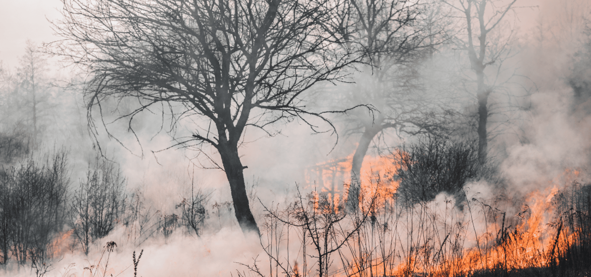 Firefighters Combat Major Blaze Threatening Unique Wetland Ecosystem in New Zealand