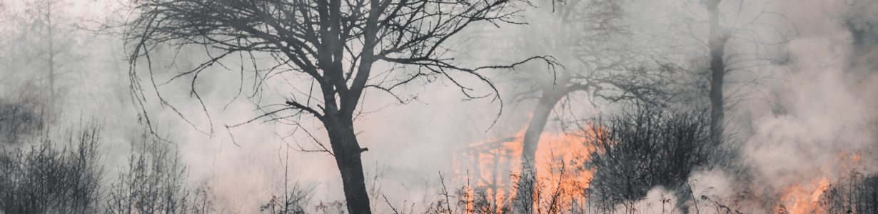 Firefighters Combat Major Blaze Threatening Unique Wetland Ecosystem in New Zealand