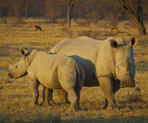 A glimmer of hope for northern white rhinos