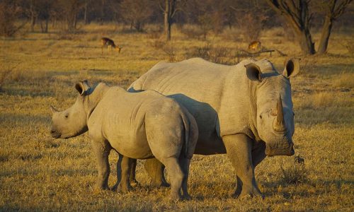 A glimmer of hope for northern white rhinos