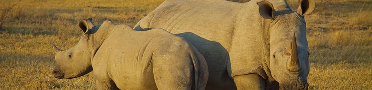 A glimmer of hope for northern white rhinos