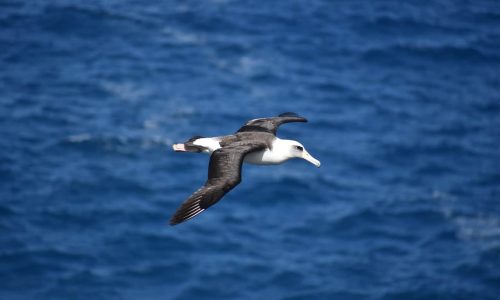 Plastic in the ocean kills threatened albatrosses