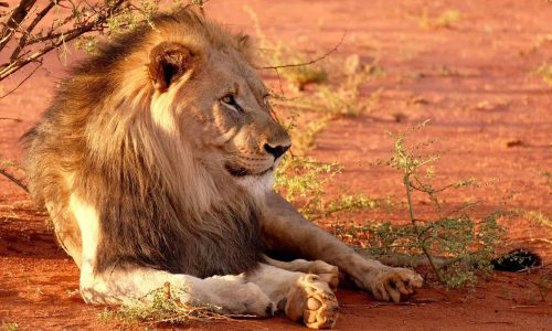 Fight against trophy hunting an essential priority for UK government and opposition alike