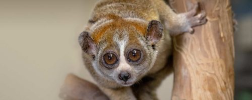 An initiative in Sumatra leads the way in saving endangered pangolins and slow lorises