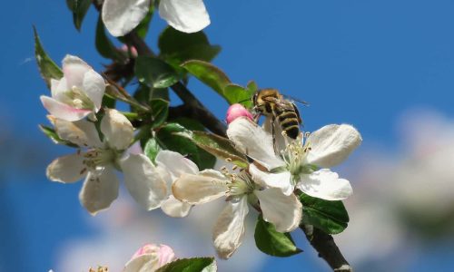 Farmers can employ a simple trick to attract wild bees to their orchards