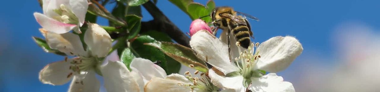 Farmers can employ a simple trick to attract wild bees to their orchards