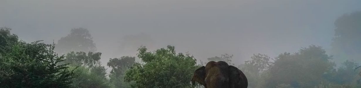 Elephant-human conflicts take a deadly toll in India