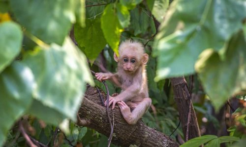 Humans can impact animals in protected wildlife areas even from the outside