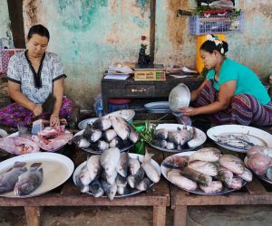 Even bleached coral reefs can provide millions with nutritious seafood