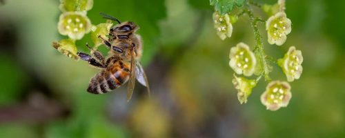 Greening empty lots in cities can help bees out