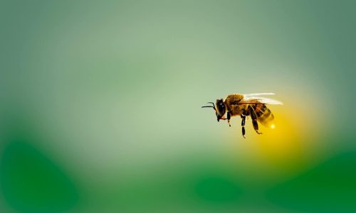 Urban gardens in the tropics can support embattled bees