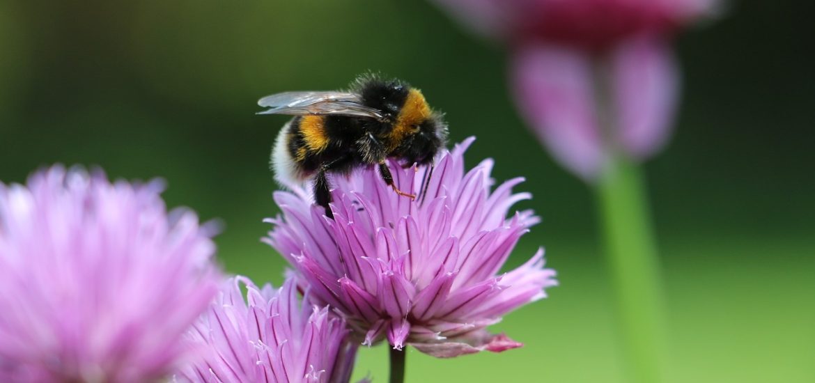 Pesticides pose long-term threats to honey bees and bumblebees