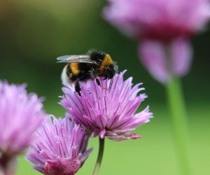 Pesticides pose long-term threats to honey bees and bumblebees