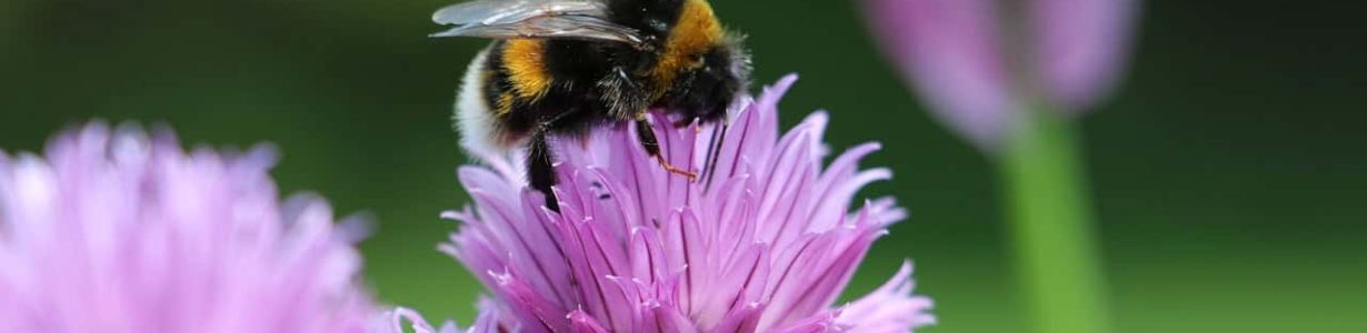 Pesticides pose long-term threats to honey bees and bumblebees