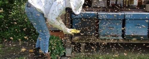 Scientists develop a drug to protect honey bees from viruses