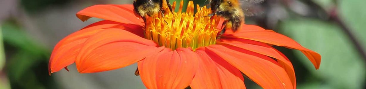 The media will need to heed the plight of pollinators